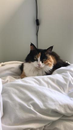 Demander ce catsitter