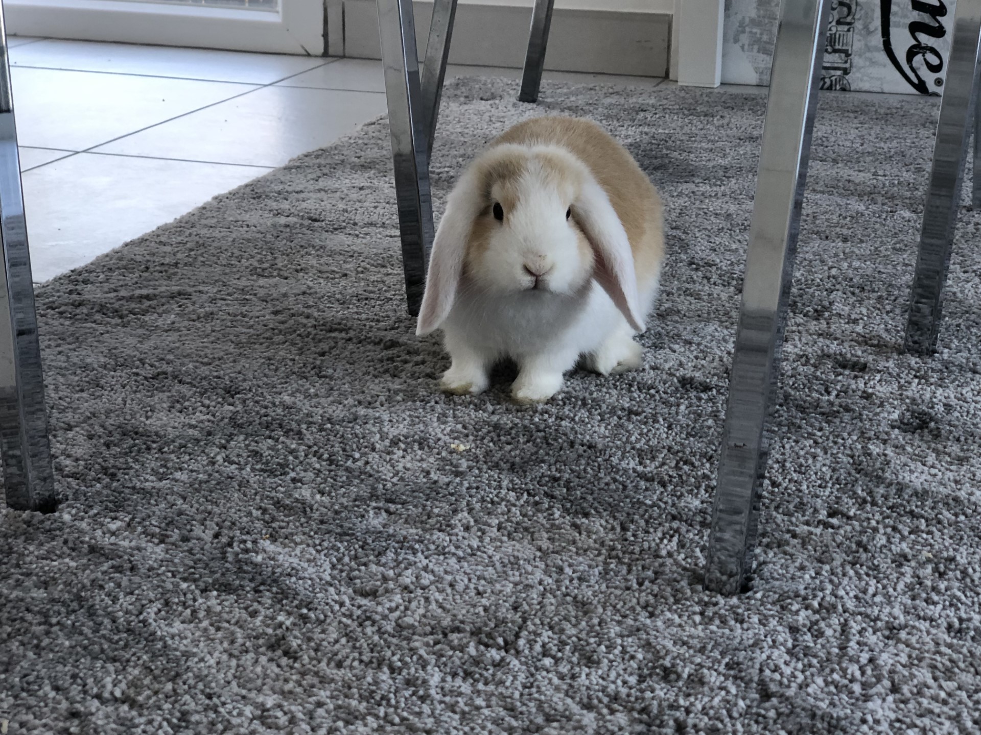 Service garde lapin 34 entre particuliers