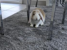 Service : garde lapin Service : garde lapin