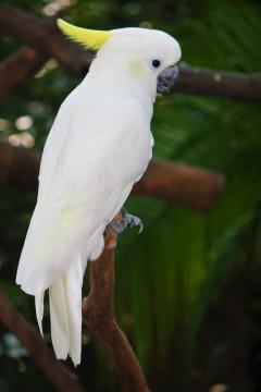Service oiseaux entre particuliers