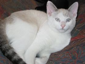 Demander ce catsitter