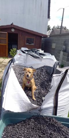 Service : chien Service : chien