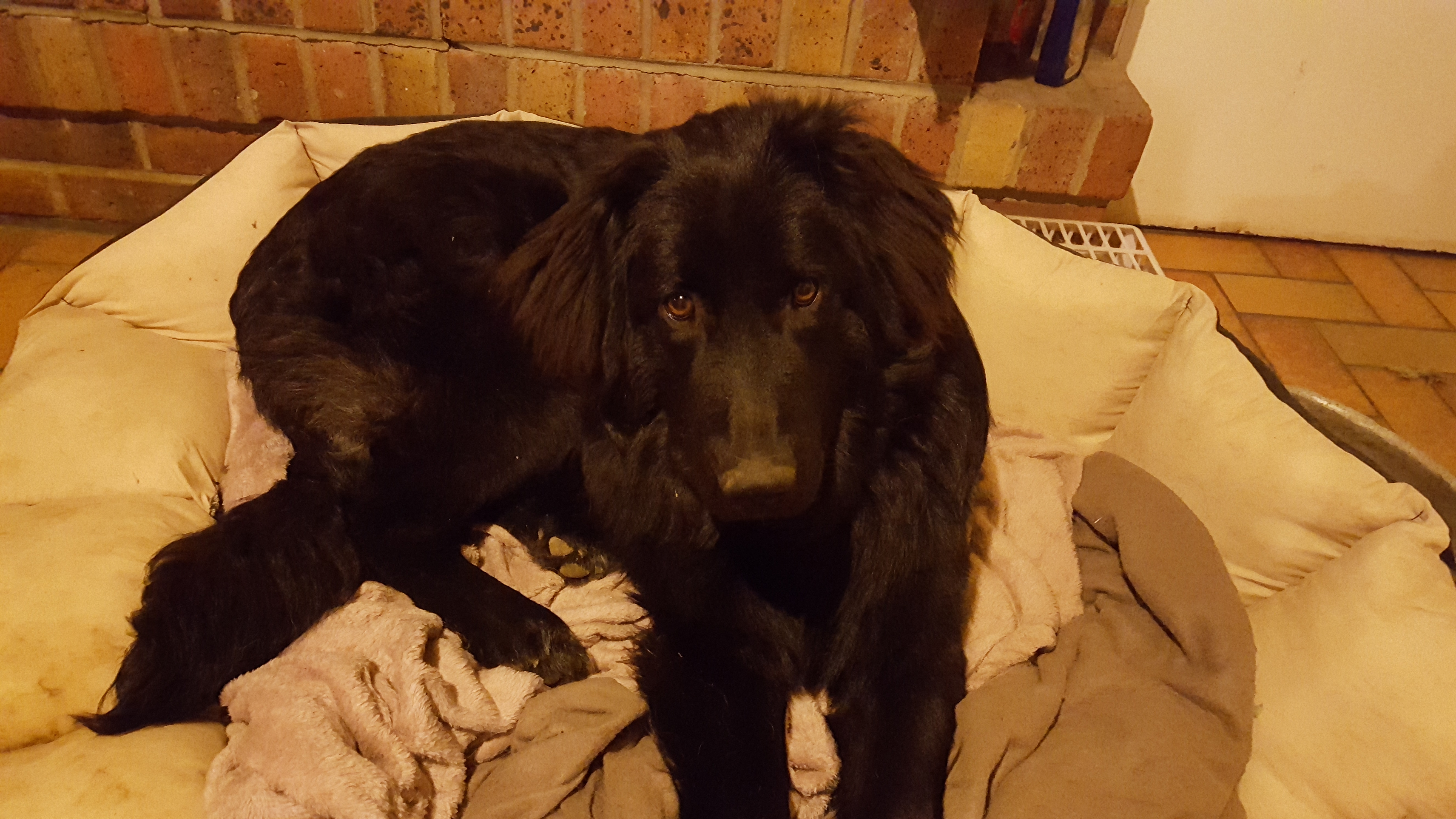 Service chien 61 entre particuliers