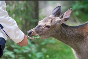 Service garde d'animaux