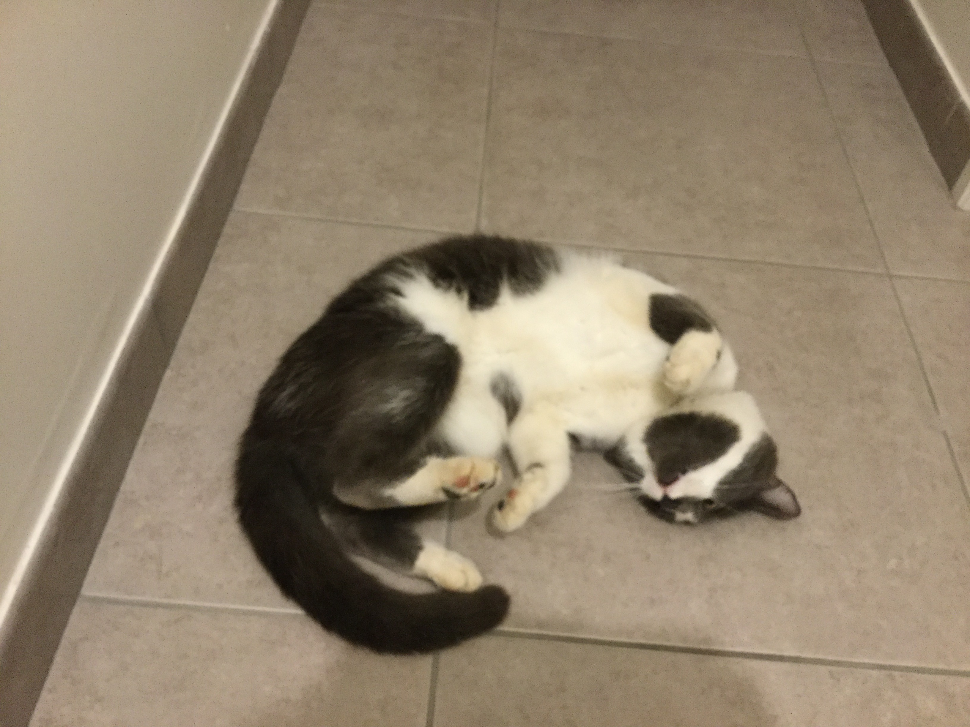 Service garde animaux 76 entre particuliers
