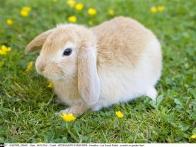 Service garde lapin entre particuliers