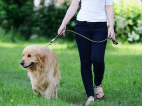 Service promeneur chien entre particuliers