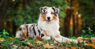 Service : chien Service : chien