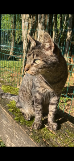 Service : garde animaux Service : garde animaux