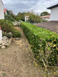 Service : taille de haies Service : taille de haies