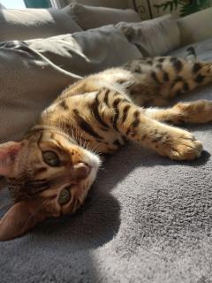 Service : chat Service : chat