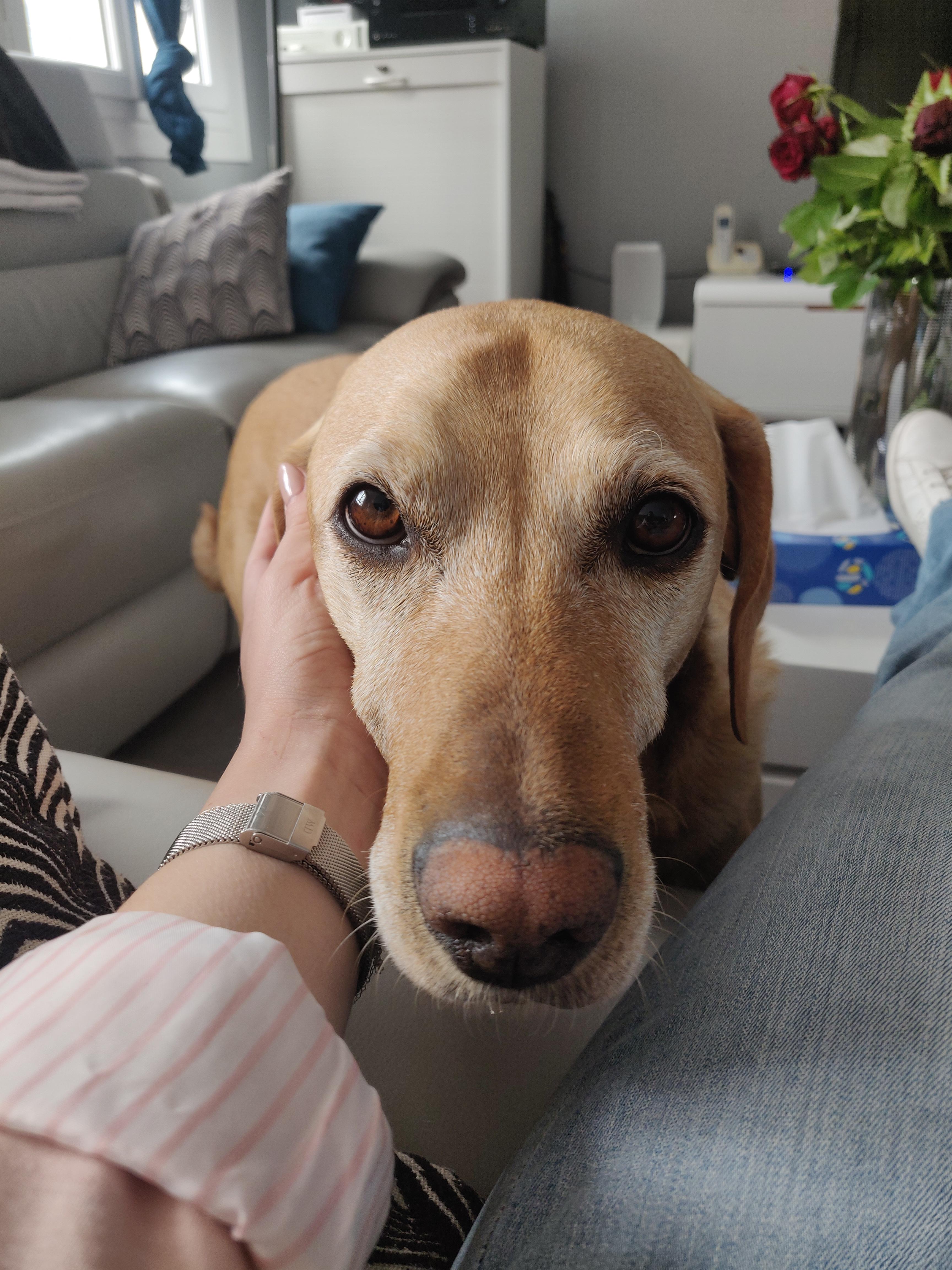 Service chien 76 entre particuliers