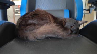 Service : chat Service : chat