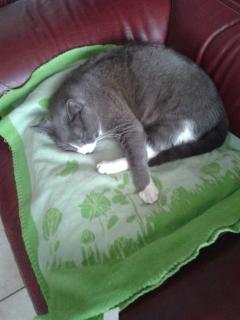 Demander ce catsitter