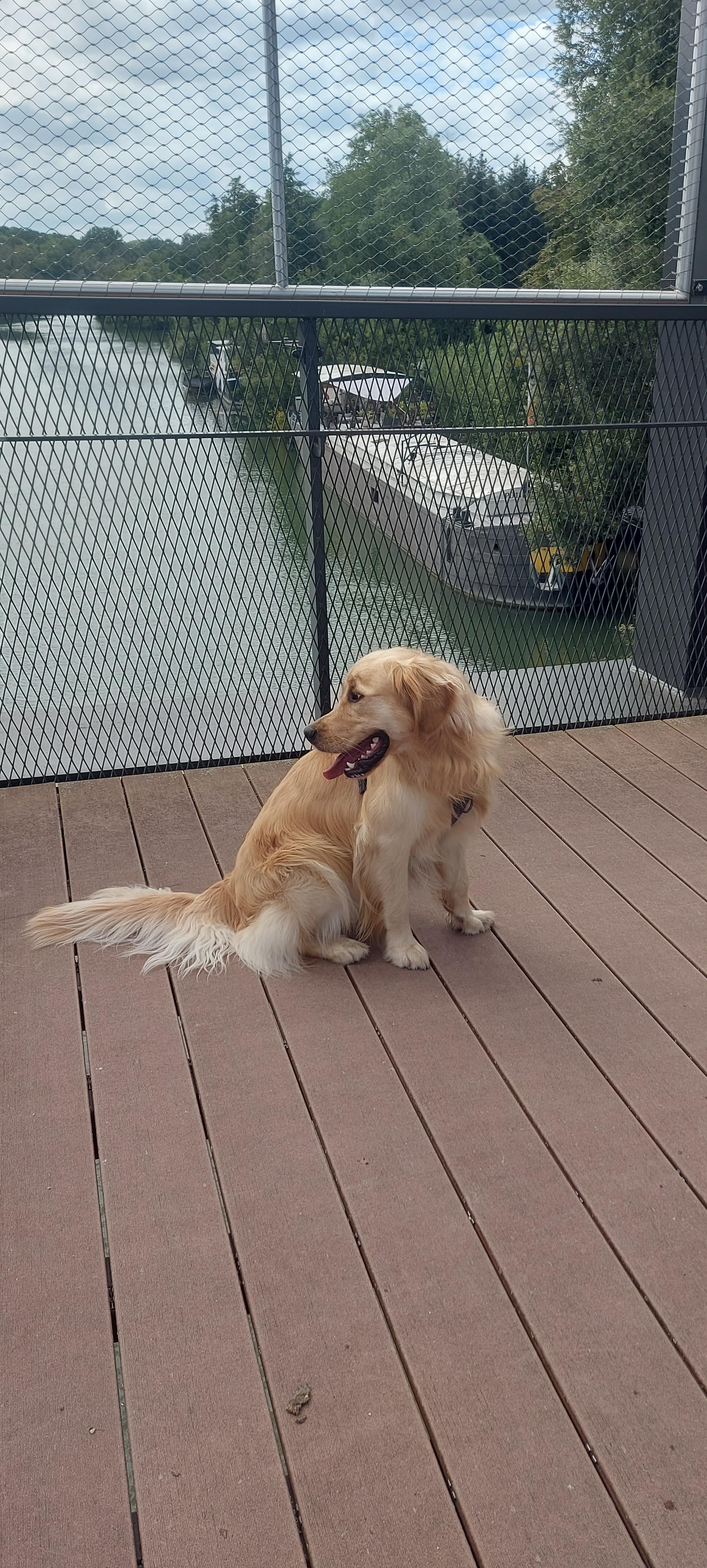 Service garde animaux 77 entre particuliers