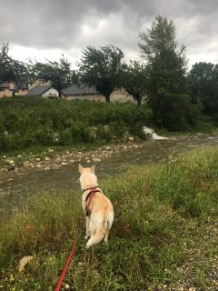 Service : chien Service : chien