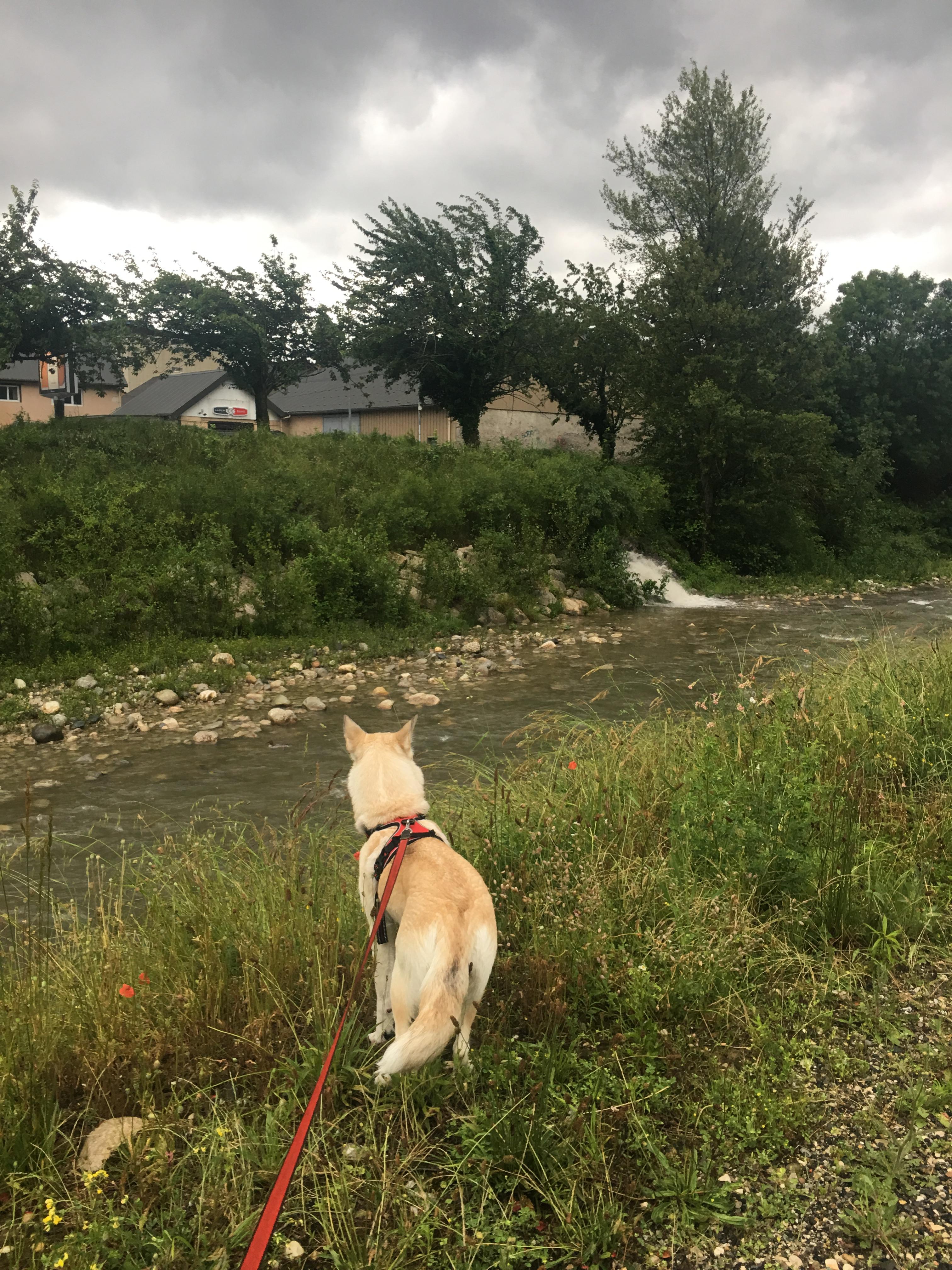 Service chien 73 entre particuliers