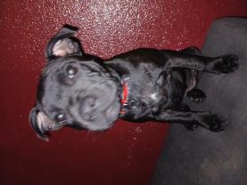 Demander ce petsitter