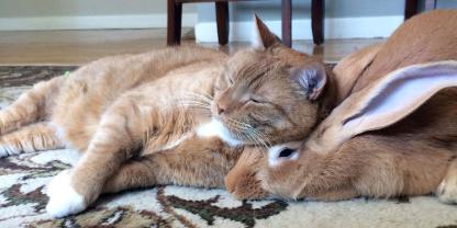 Service : chat Service : chat