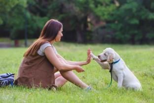 Service promeneur chien entre particuliers