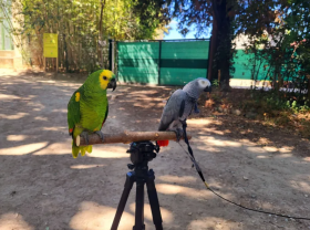 Service oiseaux entre particuliers