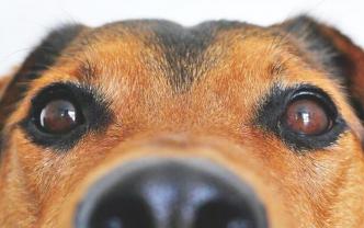 Service : promeneur chien Service : promeneur chien