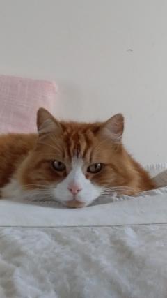 Service : chat Service : chat