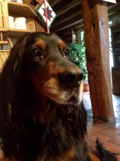 Service : promeneur chien Service : promeneur chien