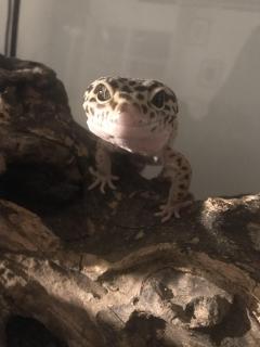 Service : reptile Service : reptile