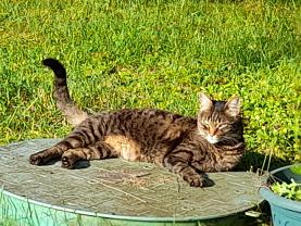 Service : chat Service : chat