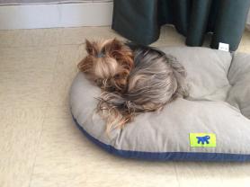 Service : chien Service : chien