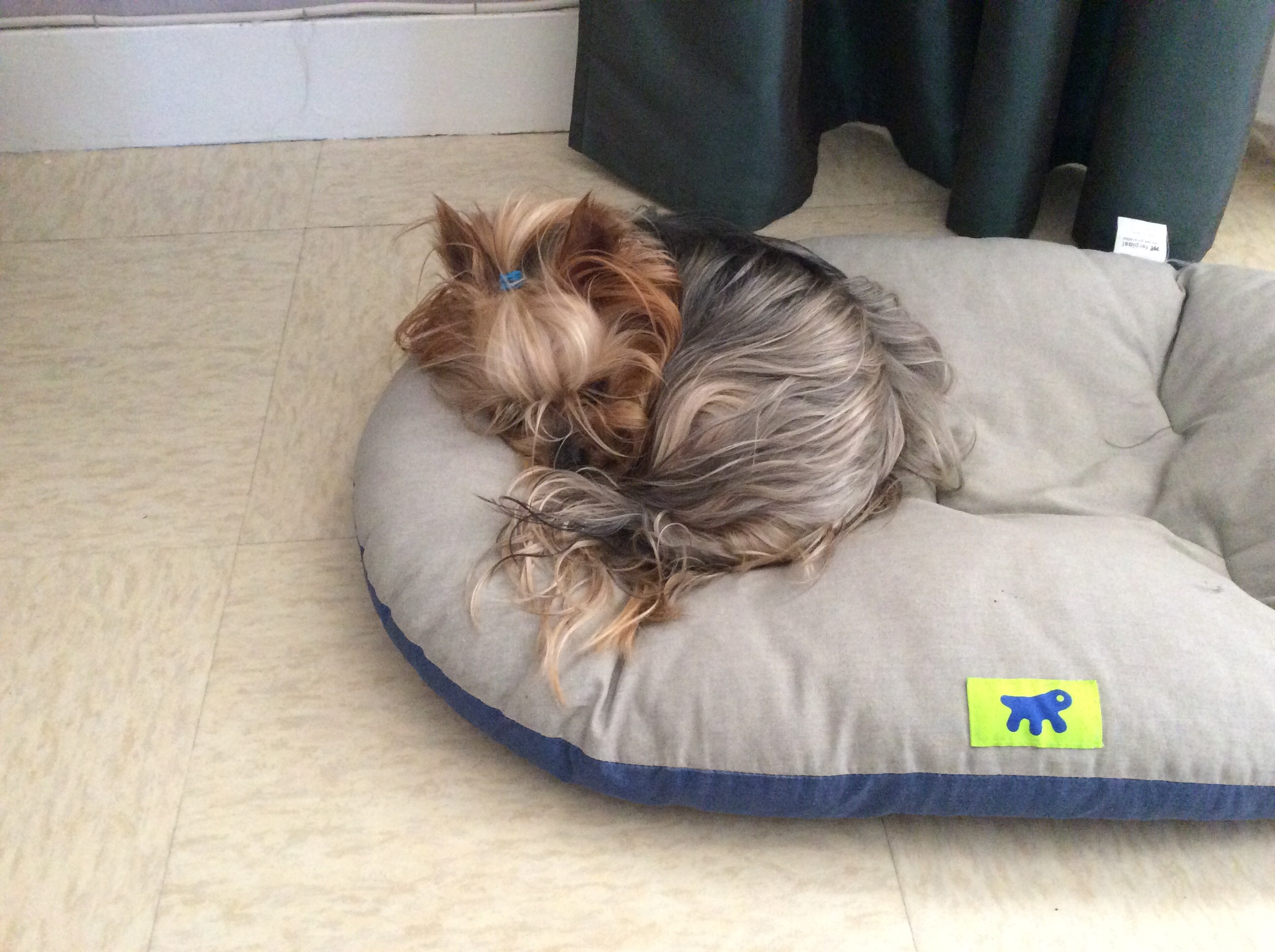 Service chien 78 entre particuliers