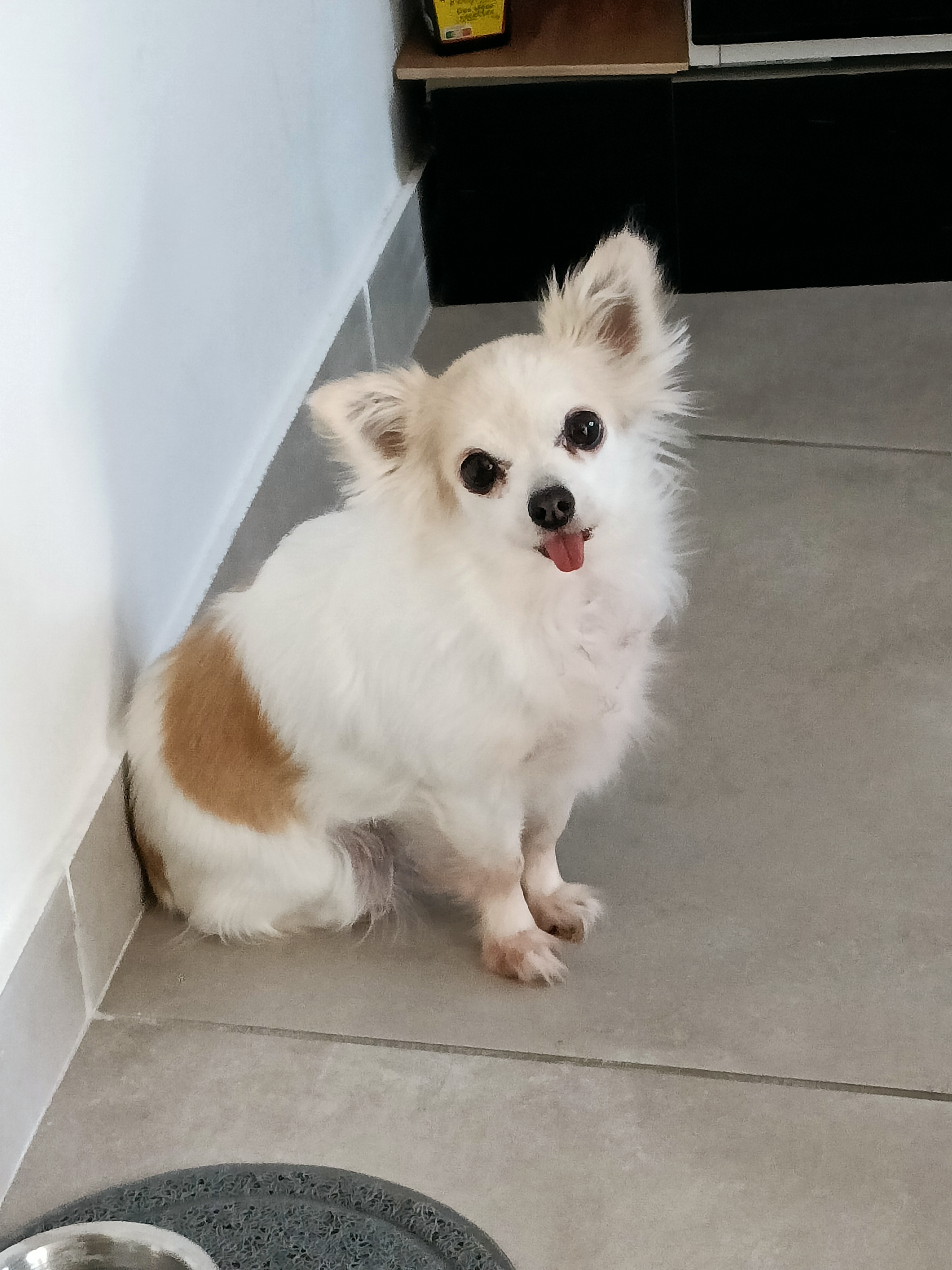 Service chien 13 entre particuliers