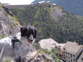 Service : chien Service : chien