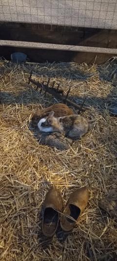 Service : garde lapin Service : garde lapin