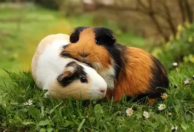 Service Garde lapin between individuals (92)