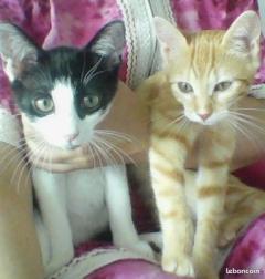 Service : chat Service : chat