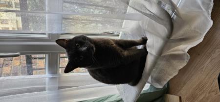 Demander ce catsitter