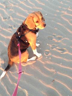 Service : chien Service : chien