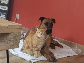 Service : chien Service : chien