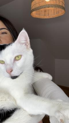 Demander ce catsitter