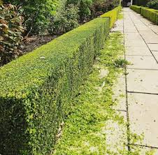 Service entretien jardin 64 entre particuliers