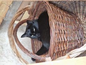 Demander ce catsitter