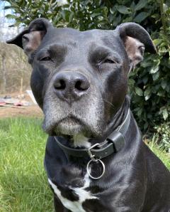 Service : chien Service : chien