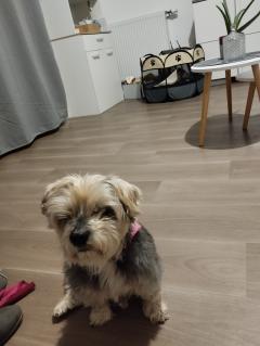 Service : chien Service : chien