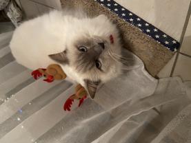 Service : chat Service : chat