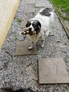 Demander un promeneur
