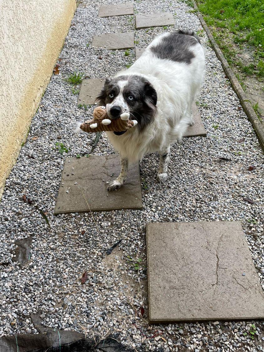 Service promeneur chien 31 entre particuliers