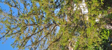 Service : dessouchage Service : dessouchage