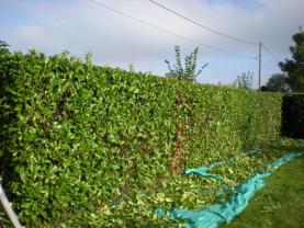 Service : entretien espace vert Service : entretien espace vert